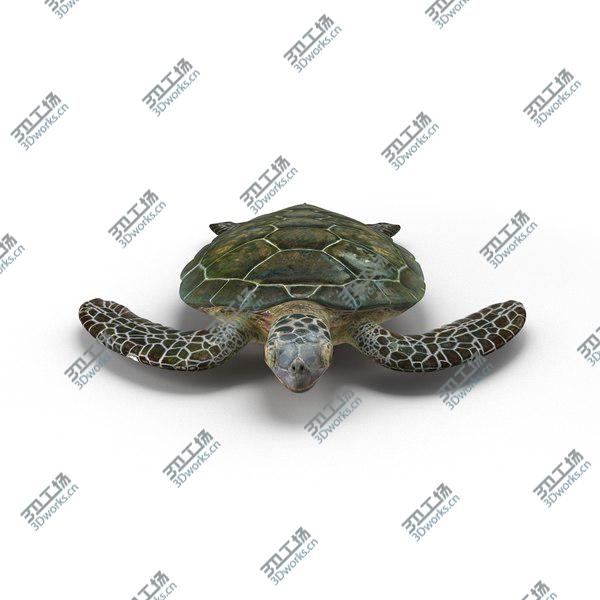 images/goods_img/20210312/Sea Turtle Rigged for Maya/2.jpg